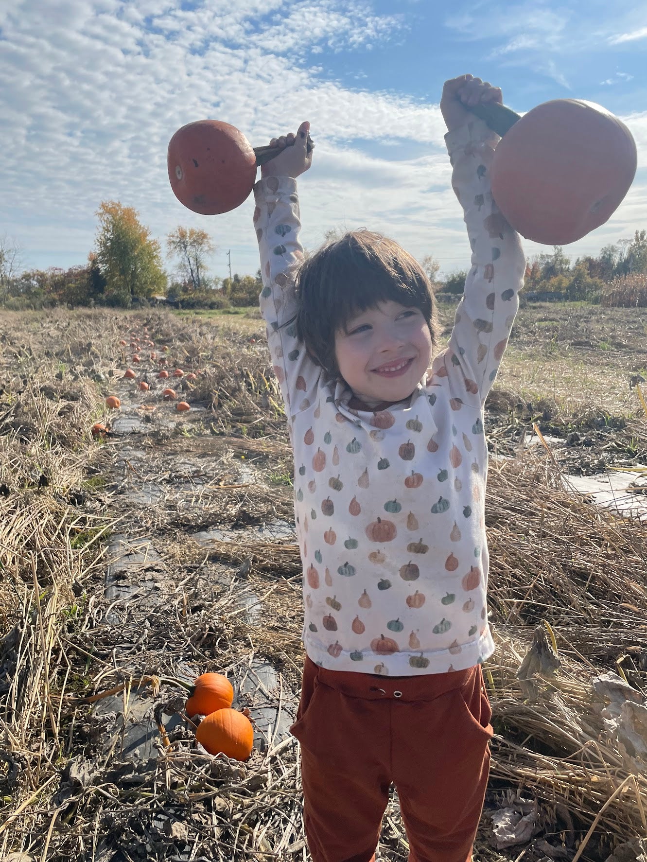 Pumpkins - Cotton Jersey Knit